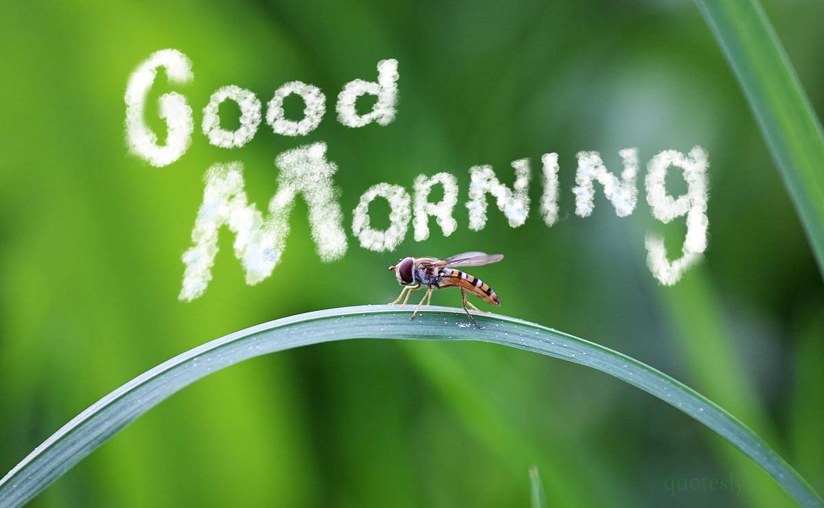 Good Morning Wishes in Hindi